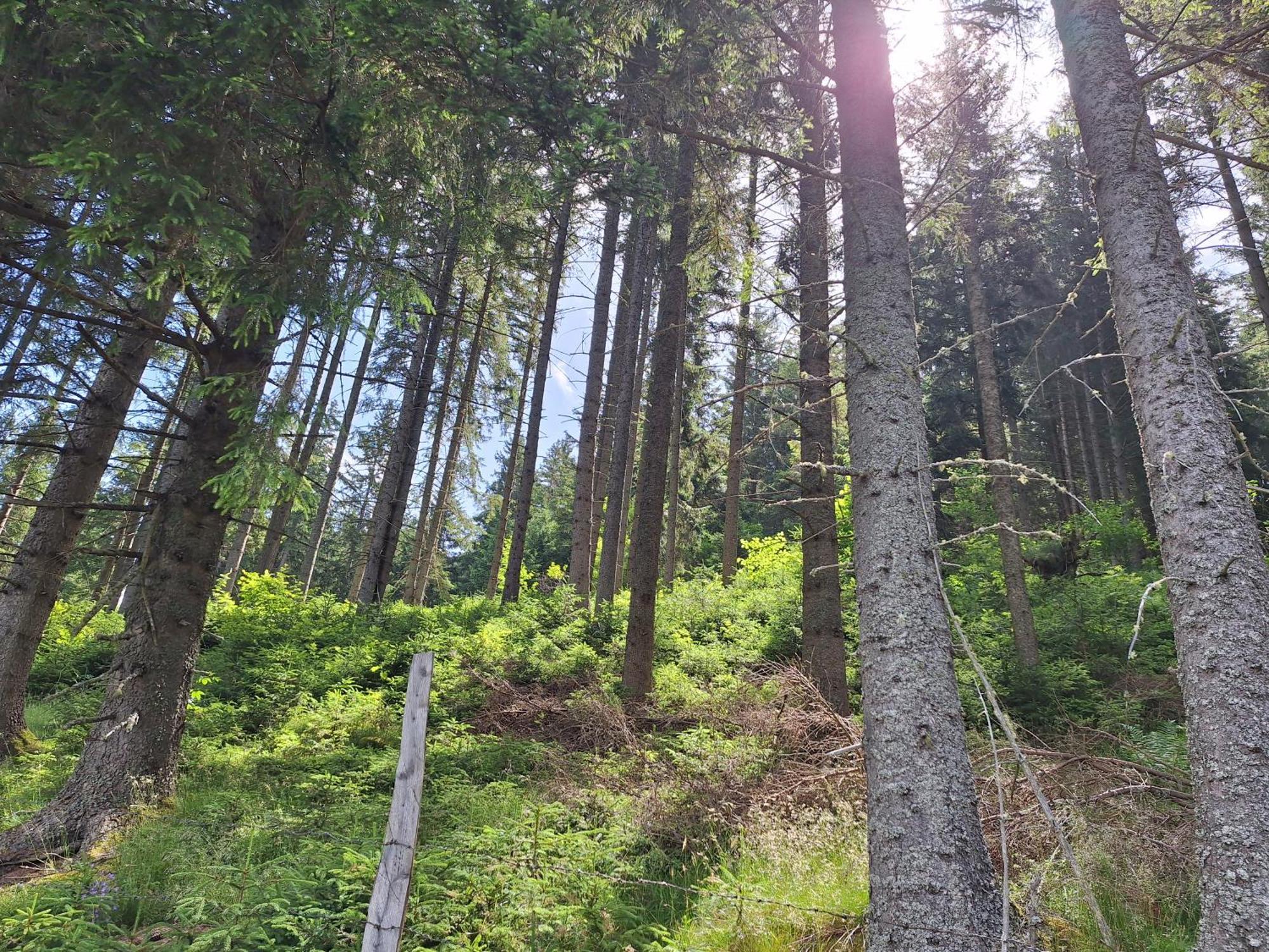 Naturpark Bauernhof Sperl Mariahof Eksteriør bilde